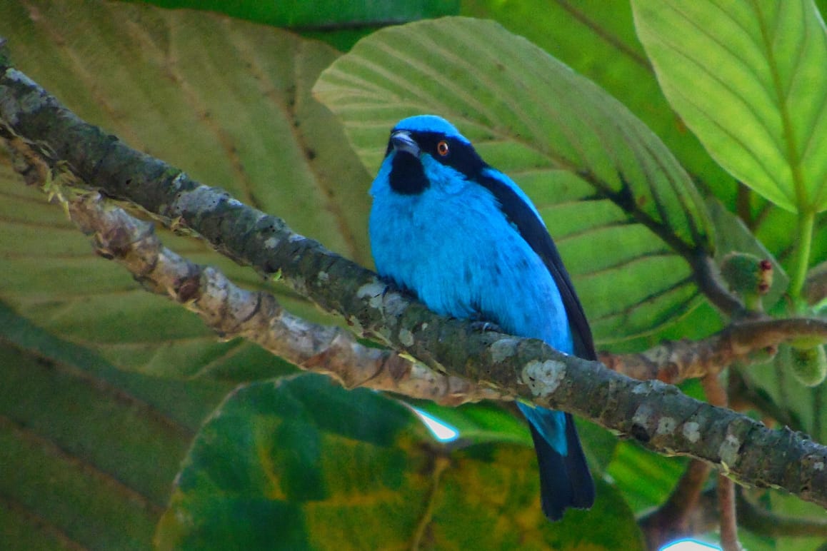 Avistamiento de aves