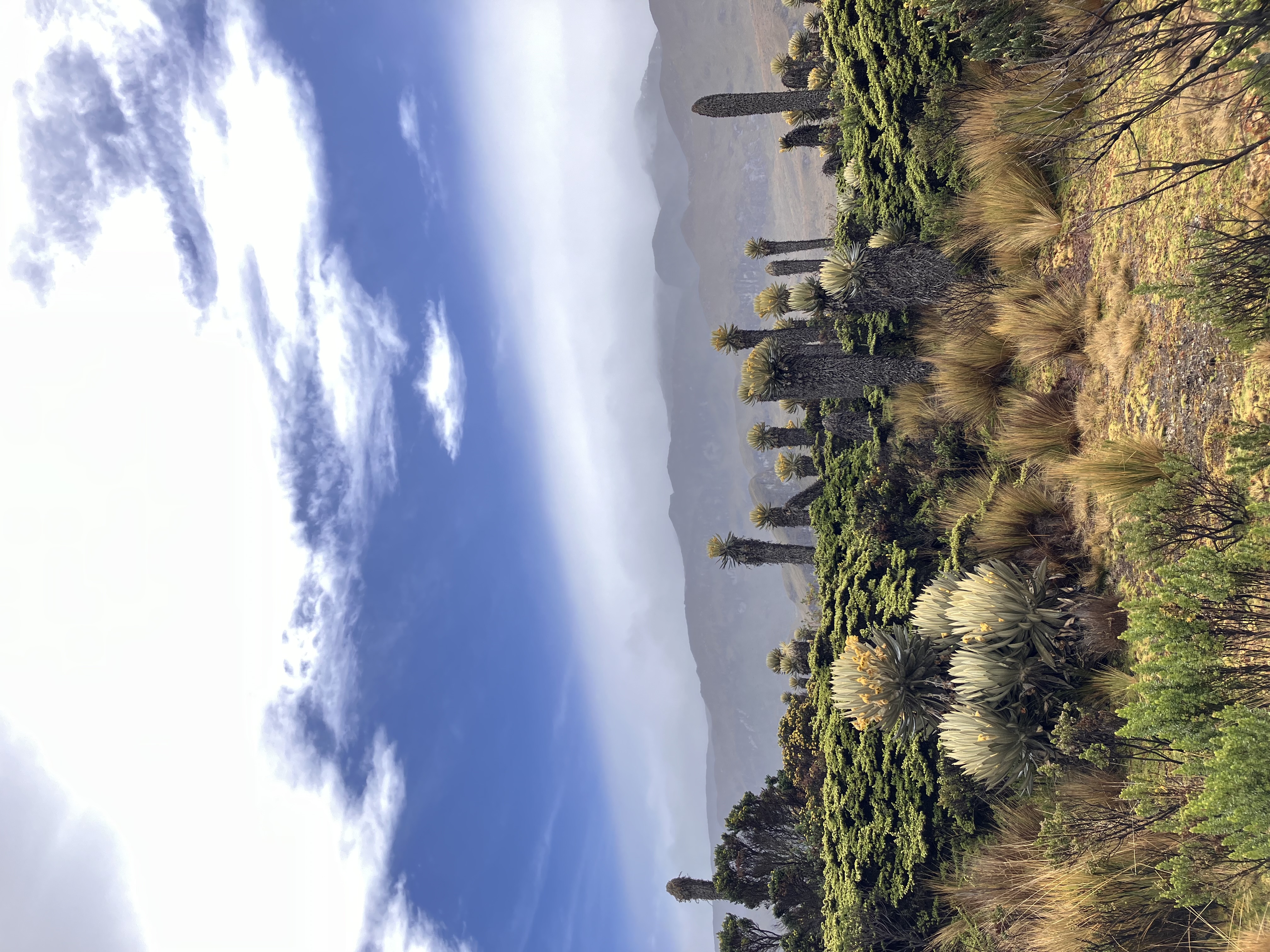 Páramo de frailejones